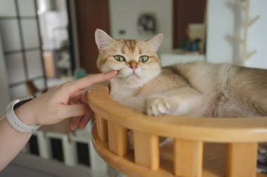 Kedi konseptiyle mutlu olan İngiliz kedisi modern ev dekorasyonu geçmişi olan kedi eviyle oynuyor.