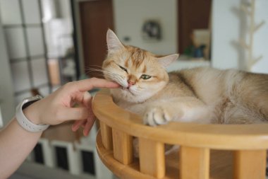 Kedi konseptiyle mutlu olan İngiliz kedisi modern ev dekorasyonu geçmişi olan kedi eviyle oynuyor.