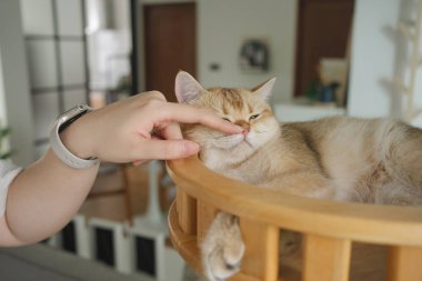 Kedi konseptiyle mutlu olan İngiliz kedisi modern ev dekorasyonu geçmişi olan kedi eviyle oynuyor.