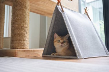 Kedi konseptiyle mutlu olan İngiliz kedisi modern ev dekorasyonu geçmişi olan kedi eviyle oynuyor.