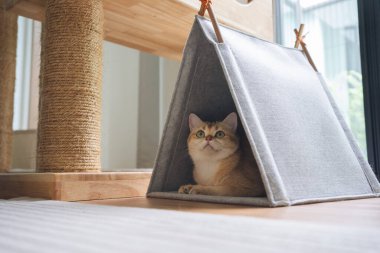 Kedi konseptiyle mutlu olan İngiliz kedisi modern ev dekorasyonu geçmişi olan kedi eviyle oynuyor.