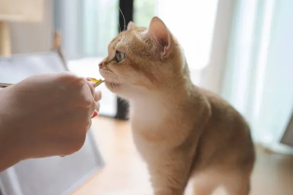 Kedi konseptiyle mutlu, İngiliz kedisi ile mutlu, modern ev dekorasyonuyla besleniyor.