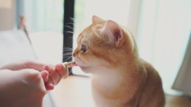 Evcil hayvan bakımı konsepti ve oturma odasında İngiliz kedisiyle beslenme hissi. 