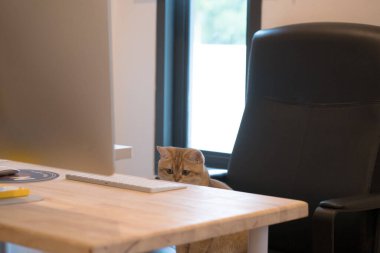 İngiliz kedisinin evcil hayvan sevici konsepti.