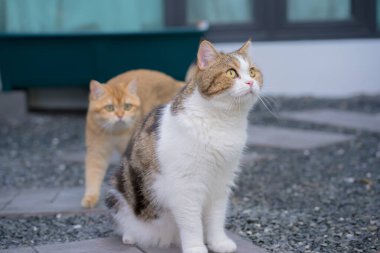 Kış tatili ve İngiliz ve İskoç kedileriyle bahçede çiçek arkaplanlı kedi oyunu