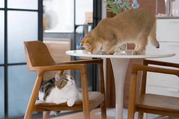 stock image happy and relax concept with british and scottish cat play on table in the livingroom