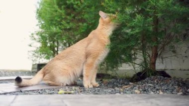 Hayvan bakımı konsepti, İngiliz kedisi oyunu ve bahçede mutluluk hissi.