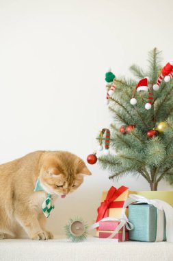 İngiliz kedisi yeşil kravat takar beyaz masaya oturur Noel ağacı hediye kutusu ve süsleme arka planıyla