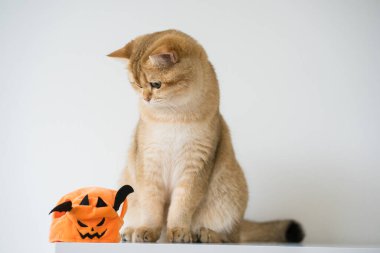 Altın rengi İngiliz kedisini balkabağı cadılar bayramı konseptiyle kapatın.