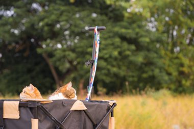 Ingiliz ve İskoç kedili insanlar açık hava seyahati için el arabasına otururlar.