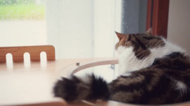 Evcil hayvan bakımı konsepti oyun ve İskoç kedisiyle mutluluk hissi oturma odasındaki pencereye düşen yağmuru görüyor 