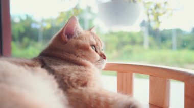 Evcil hayvan bakımı konsepti oyun ve oturma odasında İngiliz kedisiyle mutlu bir duygu. 