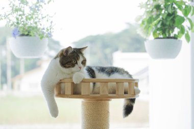 İskoç kedisi ile kedi konsepti ile mutlu. Tropikal ağaç arka planlı kedi evinde rahatla.