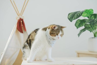 Kamp masasında, tropikal ağaçlarla ve beyaz arka planla İskoç kedileriyle oynanan kedi konseptiyle mutluyuz.