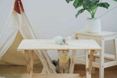 İngiliz kedisi ile kedi konsepti kamp masasında, tropikal ağaçlarla ve beyaz arka planla oynuyor.