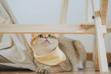 İngiliz kedisi ile kedi konsepti kamp masasının altında tropikal ağaçlar ve beyaz arka planla oynamaktan memnun.