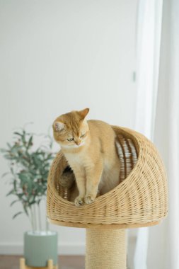 Kedi konseptiyle mutlu olan İngiliz kedisi modern ev dekorasyonu geçmişi olan kedi eviyle oynuyor.