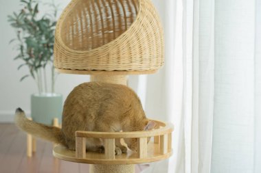 Kedi konseptiyle mutlu olan İngiliz kedisi modern ev dekorasyonu geçmişi olan kedi eviyle oynuyor.