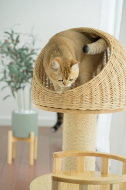 Kedi konseptiyle mutlu olan İngiliz kedisi modern ev dekorasyonu geçmişi olan kedi eviyle oynuyor.