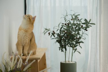 Kedi konseptiyle mutlu olan İngiliz kedisi modern ev dekorasyonu geçmişi olan kedi eviyle oynuyor.