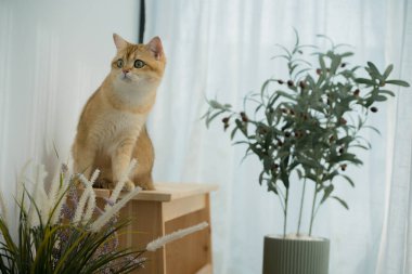 Kedi konseptiyle mutlu olan İngiliz kedisi modern ev dekorasyonu geçmişi olan kedi eviyle oynuyor.