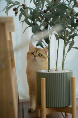 Kedi konseptiyle mutlu olan İngiliz kedisi modern ev dekorasyonu geçmişi olan kedi eviyle oynuyor.