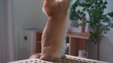 Evcil hayvan bakımı konsepti oyun ve oturma odasında İngiliz kedisiyle mutlu bir duygu. 