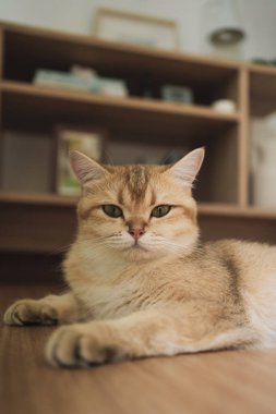 İngiliz kedisiyle evcil hayvan bakımı konsepti oturma odasında uyur