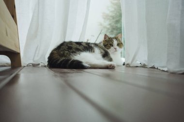 Evcil hayvan bakımı konsepti İskoç kedisiyle oturma odasında uyur. Pencerede yağmur damlası olur.