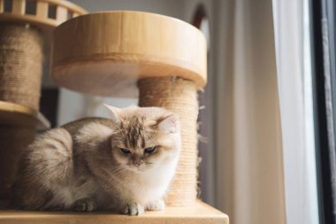 İngiliz kedisiyle evcil hayvan bakımı konsepti oturma odasında uyur