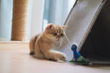 Evcil hayvan bakımı konsepti. Oturma odasının sahibiyle oynaşırken İngiliz kedisi eğlencesi ve mutluluk.