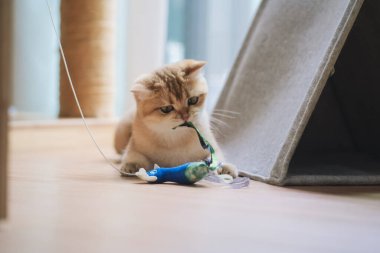 Evcil hayvan bakımı konsepti. Oturma odasının sahibiyle oynaşırken İngiliz kedisi eğlencesi ve mutluluk.