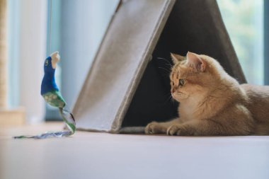 Evcil hayvan bakımı konsepti. Oturma odasının sahibiyle oynaşırken İngiliz kedisi eğlencesi ve mutluluk.