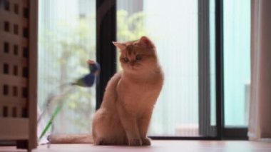 Yavaş çekim evcil hayvan bakımı konsepti oyun ve İngiliz kedisiyle oturma odasında mutlu duygu 