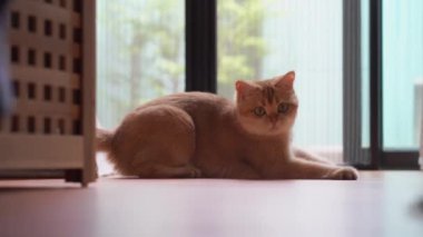 Evcil hayvan bakımı konsepti oyun ve oturma odasında İngiliz kedisiyle mutlu bir duygu. 