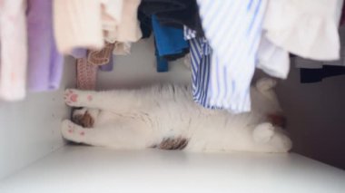 İskoç kedisiyle evcil hayvan bakımı konsepti gardıropta uyur.