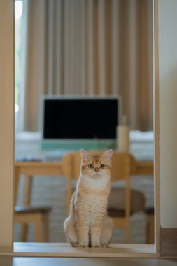Evcil hayvan bakımı konsepti İngiliz kedisi eğlence ve mutluluk oturma odasında
