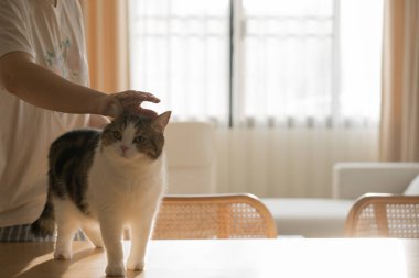 İskoç kedisiyle evcil hayvan bakımı konsepti rahatlayın ve oturma odasındaki masa sahibiyle oynayın.