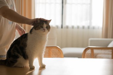 İskoç kedisiyle evcil hayvan bakımı konsepti rahatlayın ve oturma odasındaki masa sahibiyle oynayın.