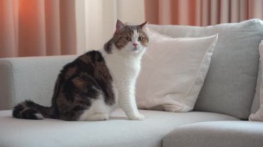 Evcil hayvan bakımı konsepti kedi oyunu ve oturma odasında mutluluk hissi. 