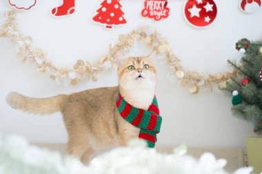 Kış tatili ve İngiliz kedisiyle kedi konsepti ipek eşarp giyer ve çam ve Noel ağacı süslemeleriyle oynar.