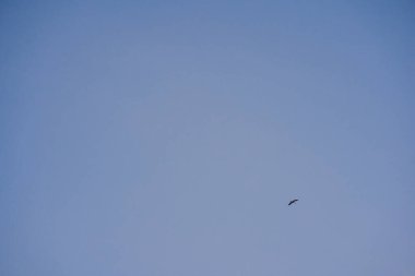 Alacakaranlık ve bulutlu gökyüzü arkaplanlı doğa ve manzara kavramı sabah büyük bir ağaçla