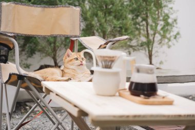İnsanlar Asyalı bir kadınla aktivite kavramına sahipler. Kedisiyle birlikte evde kahve içip damlamak istiyorlar.