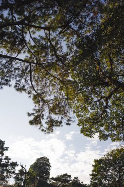 Güneş ışığı ve dağdaki büyük ağaçla manzara ve seyahat kavramı