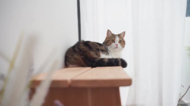 İskoç kedisiyle evcil hayvan bakımı konsepti. Rahatla ve oturma odasında uyu. 