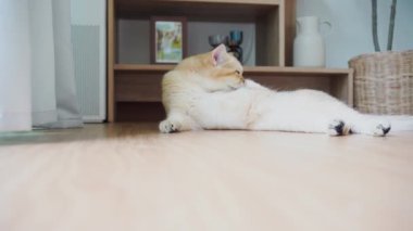 İngiliz kedisiyle evcil hayvan bakımı konsepti. Rahatla ve oturma odasında uyu. 