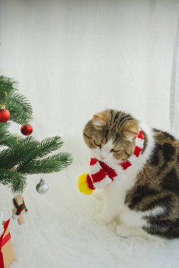 Kış tatili ve İskoç kedisiyle kedi konsepti ipek eşarp giyer ve çam ve Noel ağacı süslemeleriyle oynar.