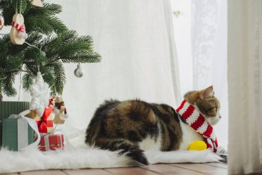 Kış tatili ve İskoç kedisiyle kedi konsepti ipek eşarp giyer ve çam ve Noel ağacı süslemeleriyle oynar.