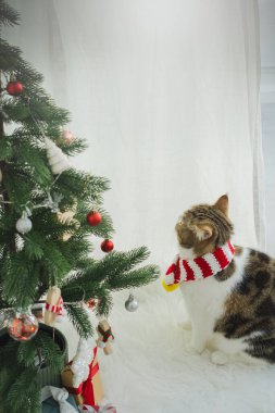 Kış tatili ve İskoç kedisiyle kedi konsepti ipek eşarp giyer ve çam ve Noel ağacı süslemeleriyle oynar.