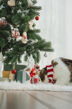 Kış tatili ve İskoç kedisiyle kedi konsepti ipek eşarp giyer ve çam ve Noel ağacı süslemeleriyle oynar.